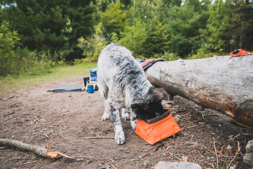 Here are some of the best tips for dog hiking gear