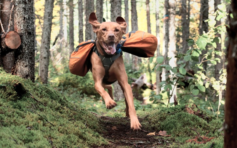 are some of the best tips for dog hiking gear