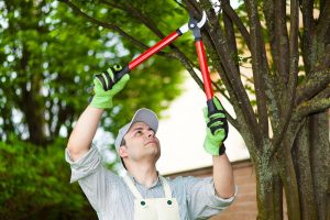 The Benefits Of Properly Trimming Trees